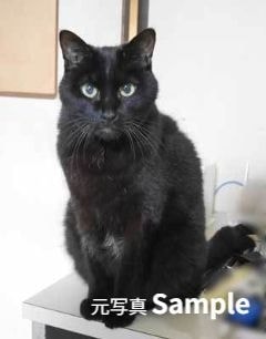 cat photo元写真